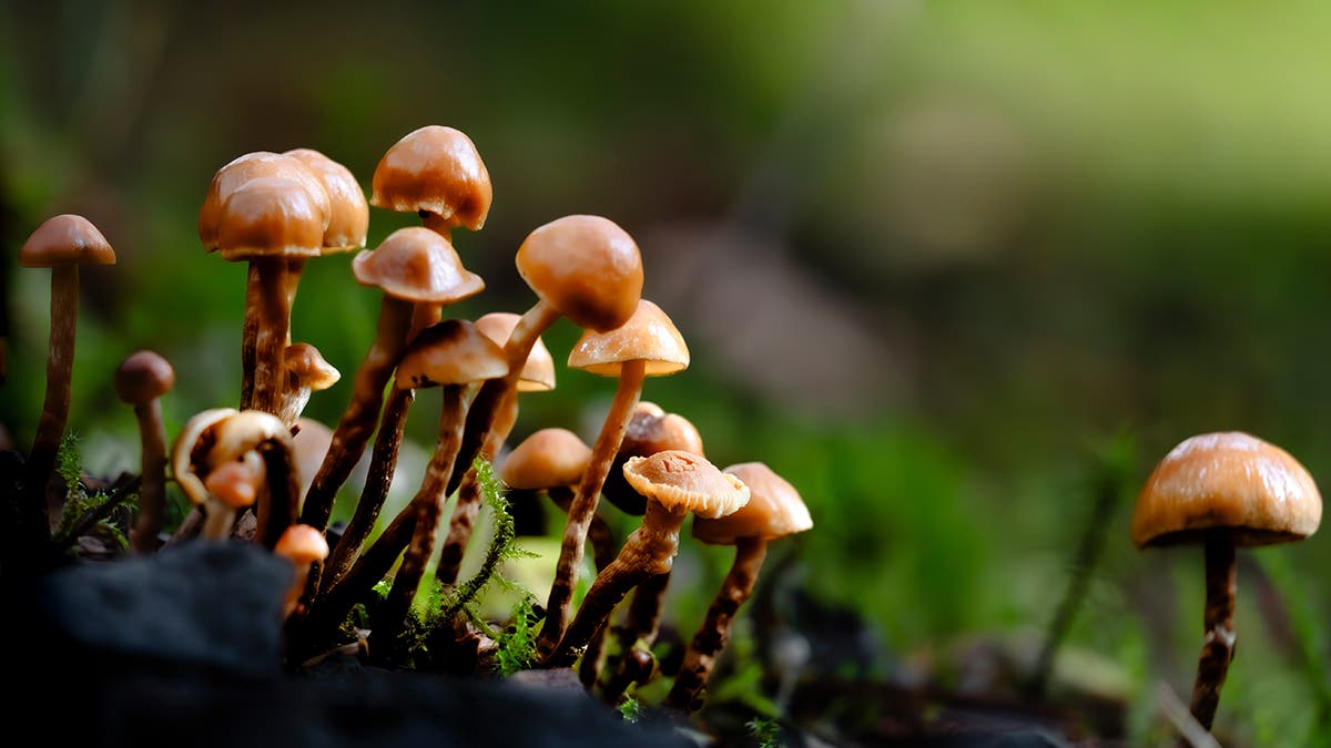 Macro photography round up