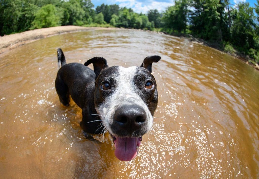 Portrait of a dog with fish eye camera lens
