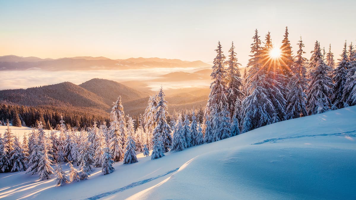 Impressive winter morning in Carpathian mountains with snow covered fir trees. Colorful outdoor scene, Happy New Year celebration concept. Artistic style post processed photo.