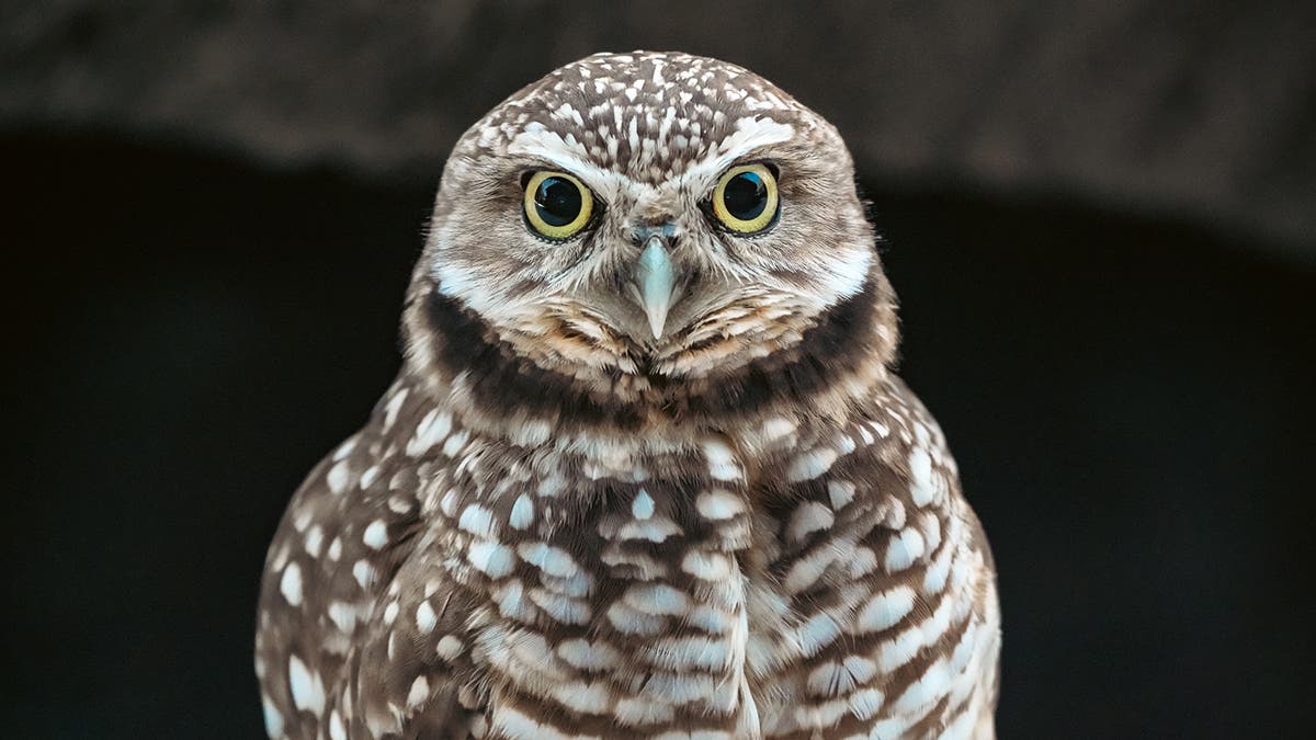 Owl captured with Sony FE 400-800mm F6.3-8 G Lens