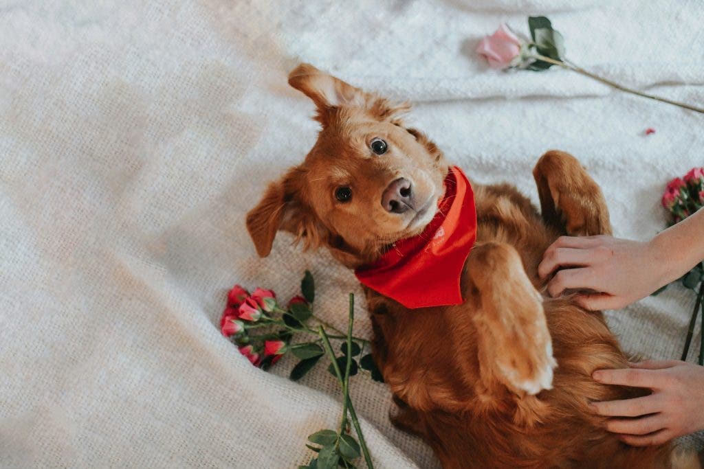 a happy dog on Valentine's Day
