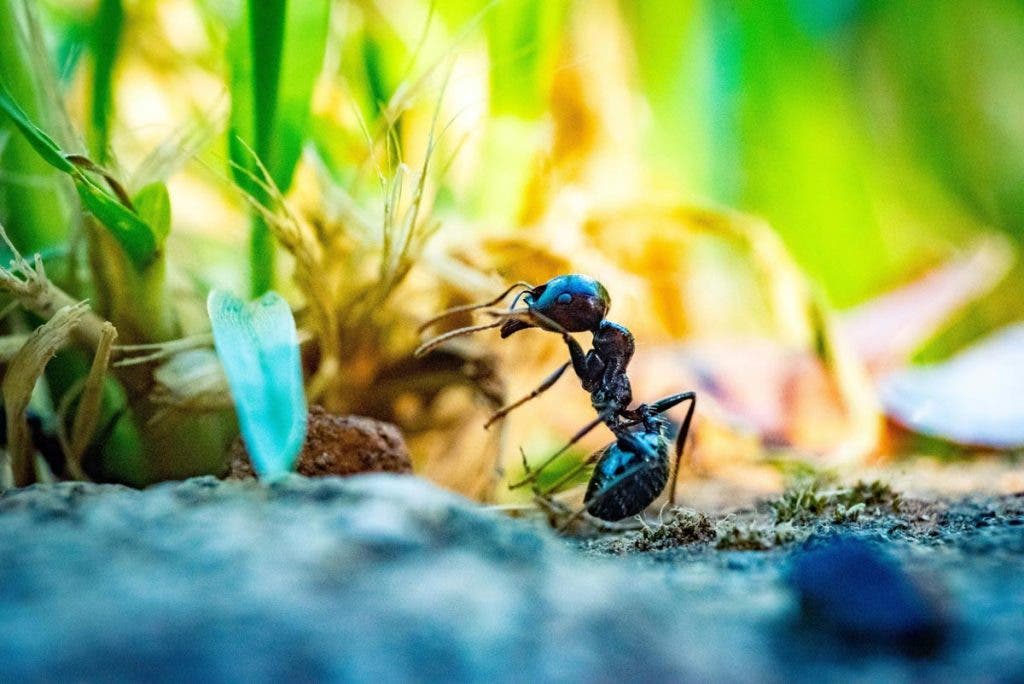 An example of how lenses in cinematography influence the shot macro of ant