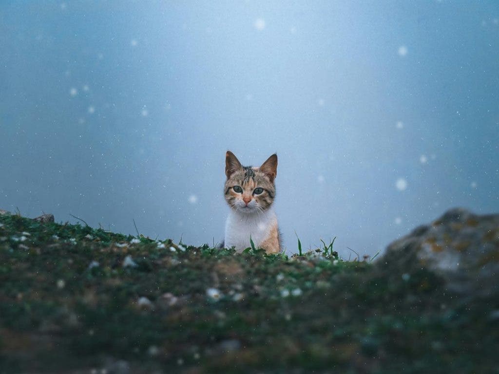 An example of how lenses in cinematography influence the shot-cat in environment
