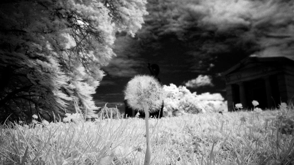 Anything that can reflect infrared light will be white (i.e. foliage, grass, people). Everything else, like the sky and buildings should be black. I adjust the shadows, blacks and dehaze to darken the skies and bring up the blacks in the rest of the photo.