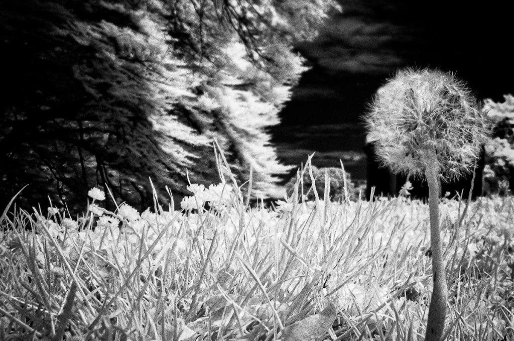 Crop the photo to focus on the dandelion. Use the masking tool to increase the contrast and darken the blacks on the right side of the dandelion.
