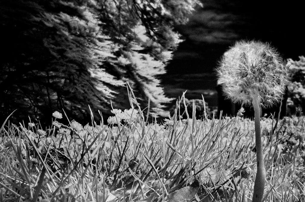 I use the masking tool to decrease the highlights and increase the contrast and shadows on the brightest whites on the grass and the trees.