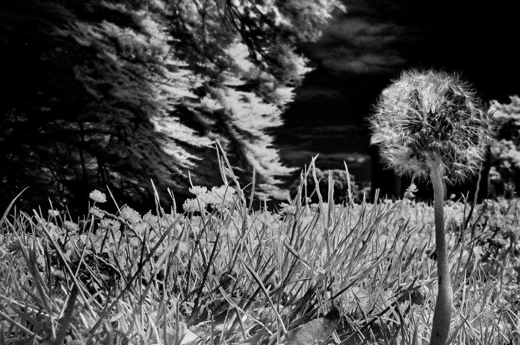 I use the masking tool to increase the clarity and texture on the dandelion and the grass.