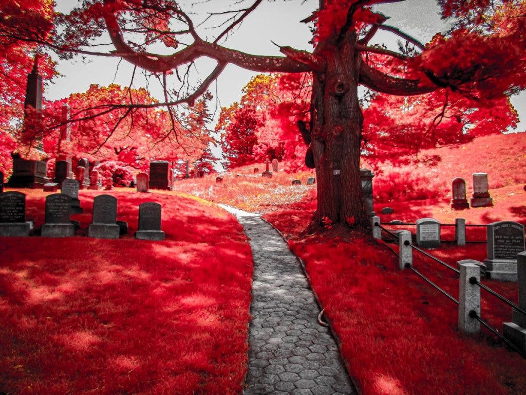 Infrared digital photo by Nicholas Wong