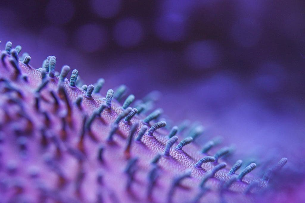 an extremely close shot of a flower