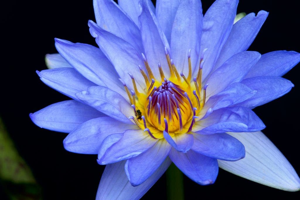 floral macro shot