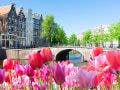 Historical houses of Amsterdam over canal ring landmark in old european citye, Holand Netherlands. Amsterdam spring photography. a scenery with tulips By neirfy