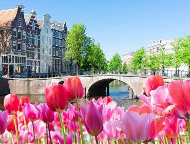 Historical houses of Amsterdam over canal ring landmark in old european citye, Holand Netherlands. Amsterdam spring photography. a scenery with tulips By neirfy