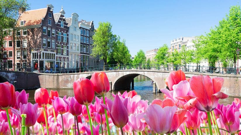 Historical houses of Amsterdam over canal ring landmark in old european citye, Holand Netherlands. Amsterdam spring photography. a scenery with tulips By neirfy