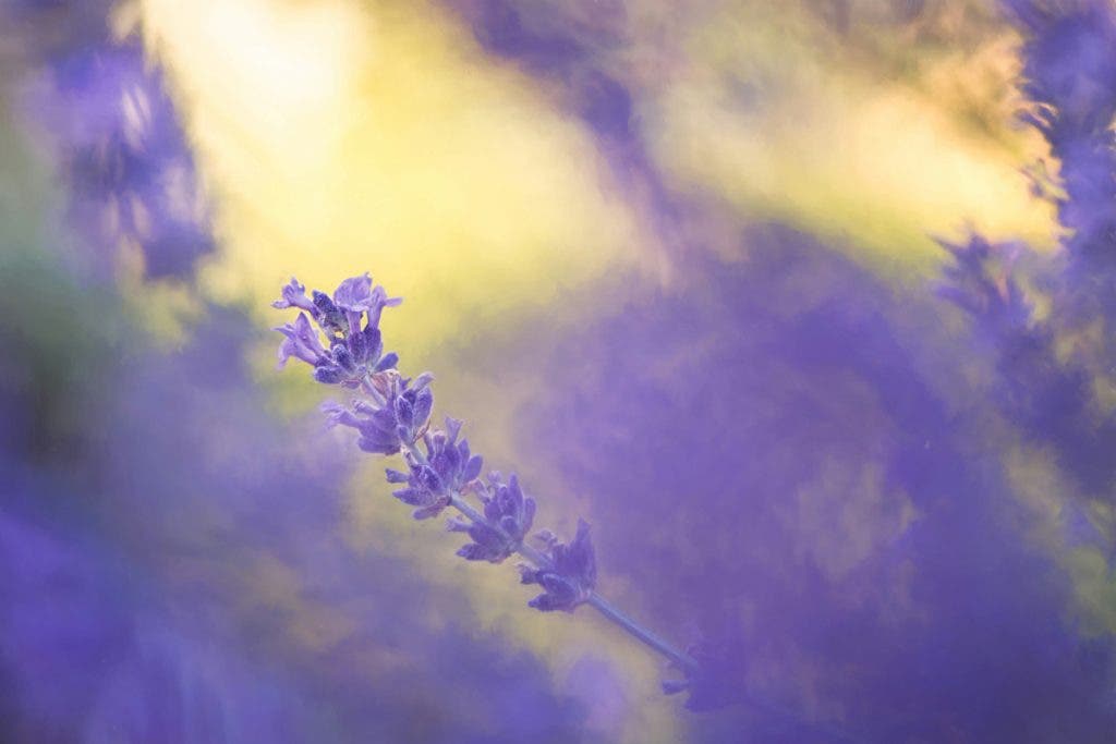 Professional photographers must have an artistic voice