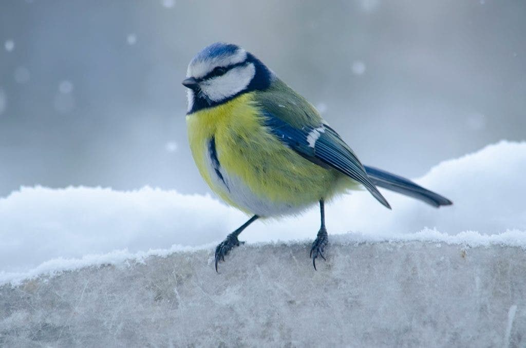 To capture birds like this one, professional photographers need the right gear