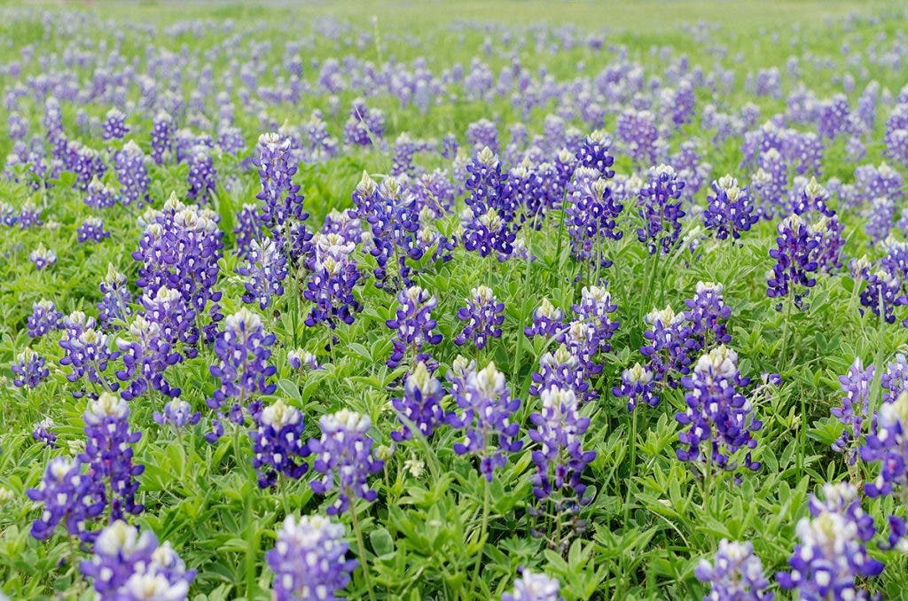 spring photography flowers