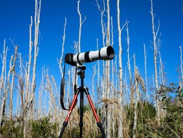 a photo of a telephoto lens camera in the middle of a forest