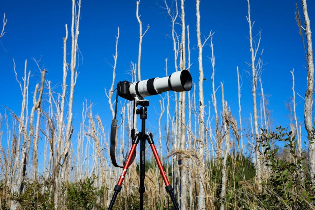 a photo of a telephoto lens camera in the middle of a forest