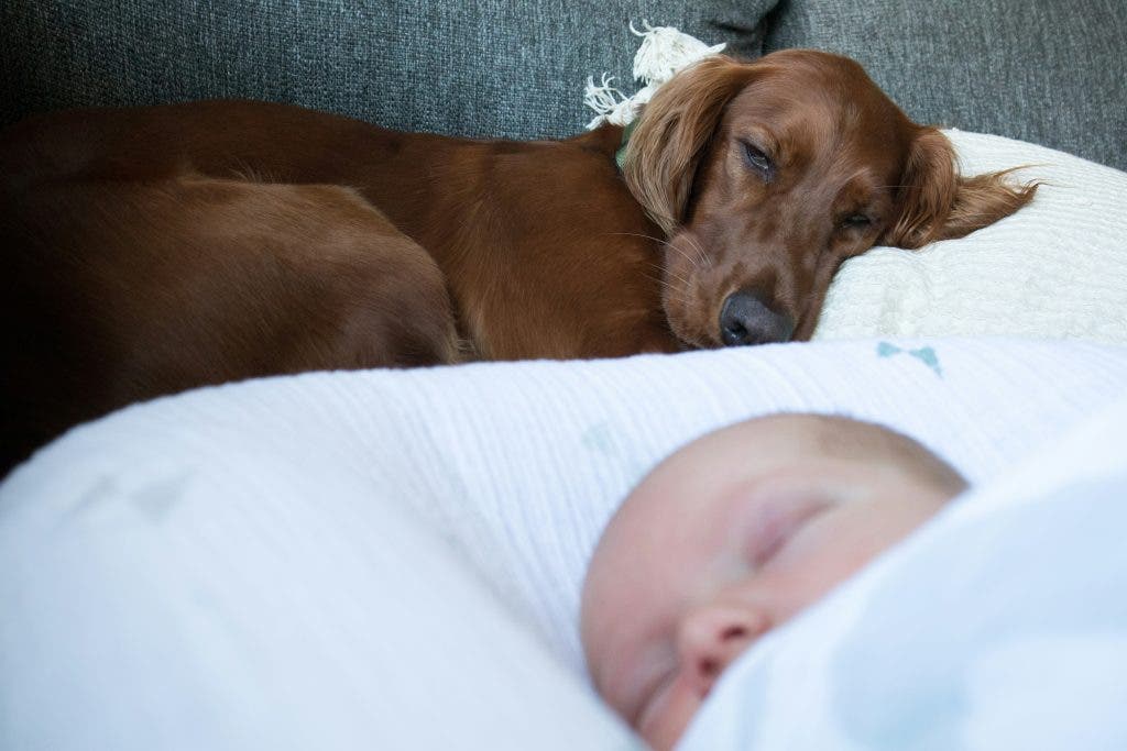 a newborn baby sleeping beside a big brown dog