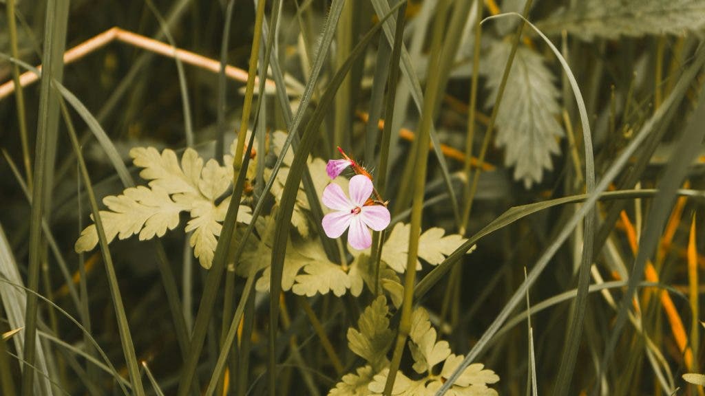 a greenery shot focused on a flower