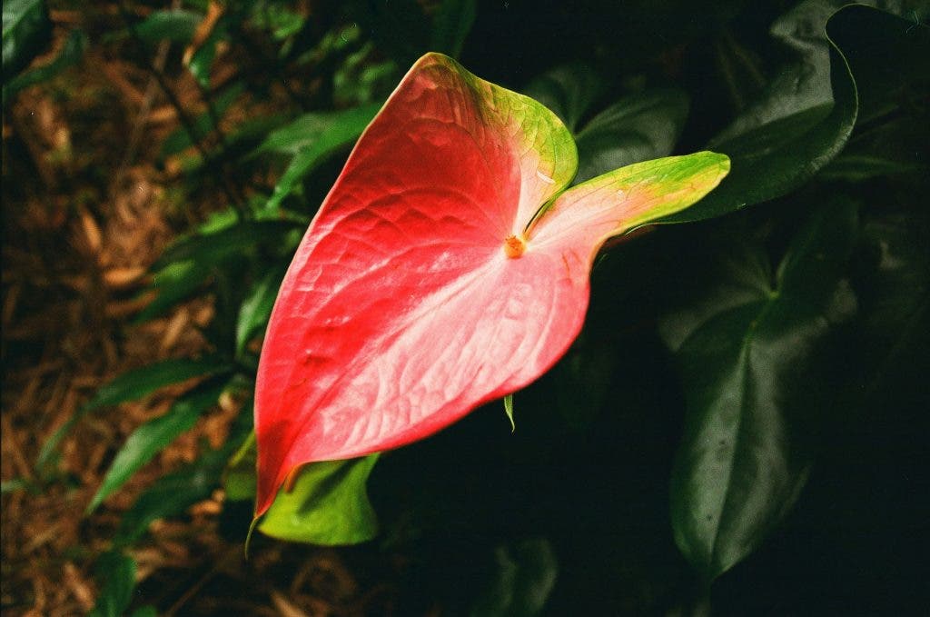 an orange leaf of a plant