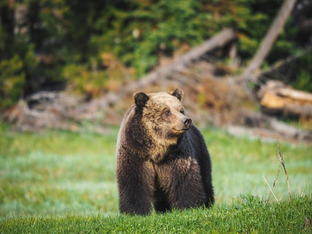 Bear Austin OM-5 Mark II.