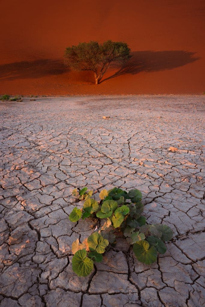 The Spirit of the Desert