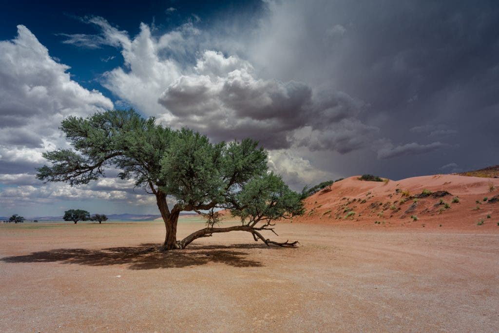 Harsh Day Tree Shot - Photo by Muji