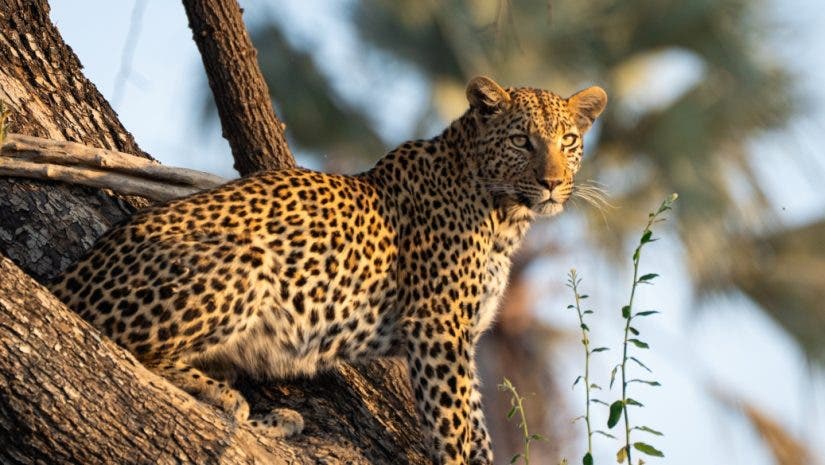 cheetah sits perched on a cliff gazing into the sunset