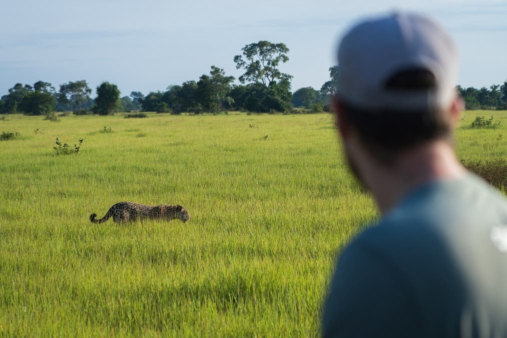 Morning safari drive to see jaguars in Caiman Ecological Refuge