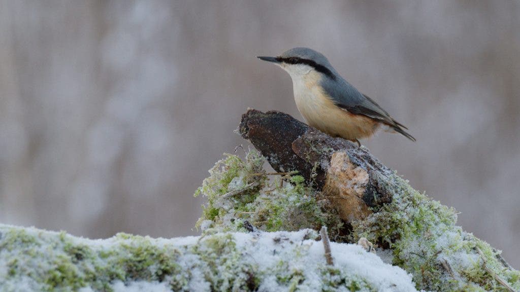 Nuthatch winter