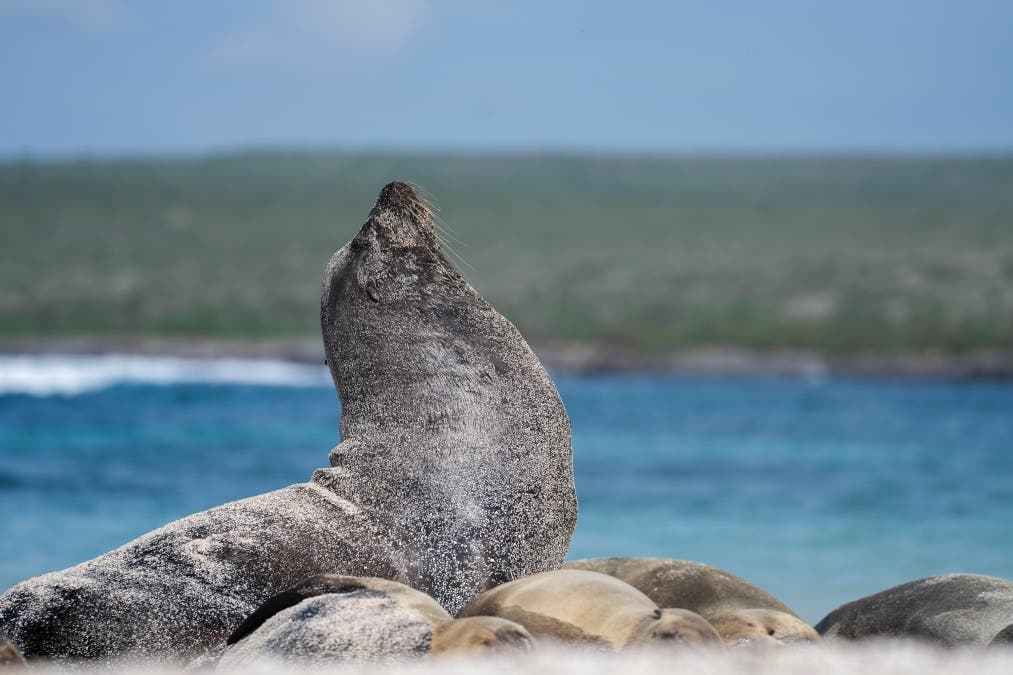Sea Lions in the Galapagos