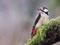 woodpecker photo