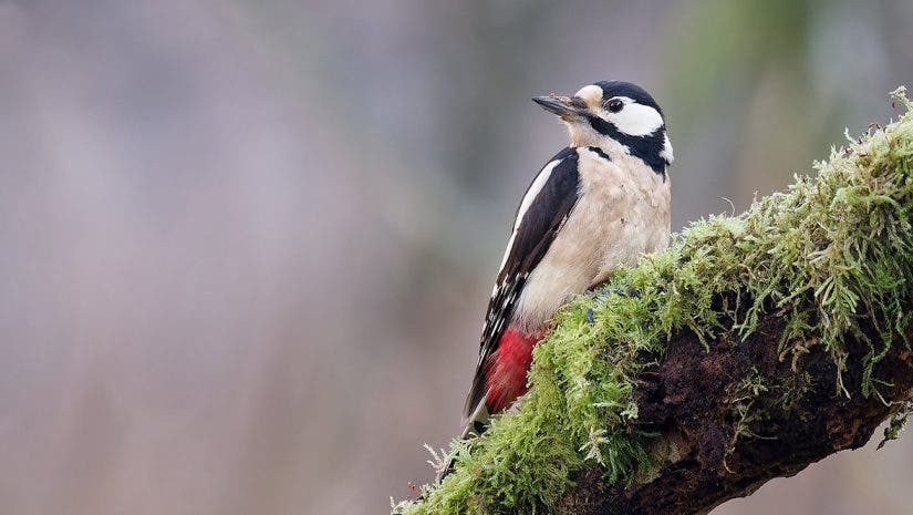 woodpecker photo