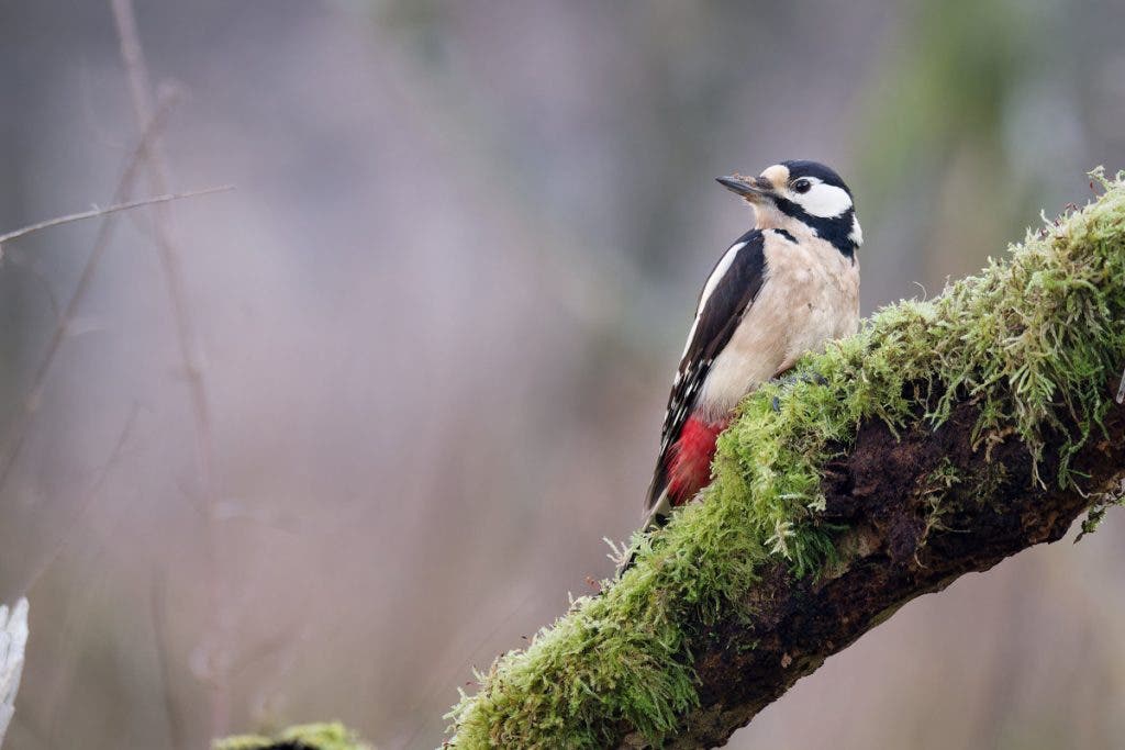 Woodpecker - messy scenery left side