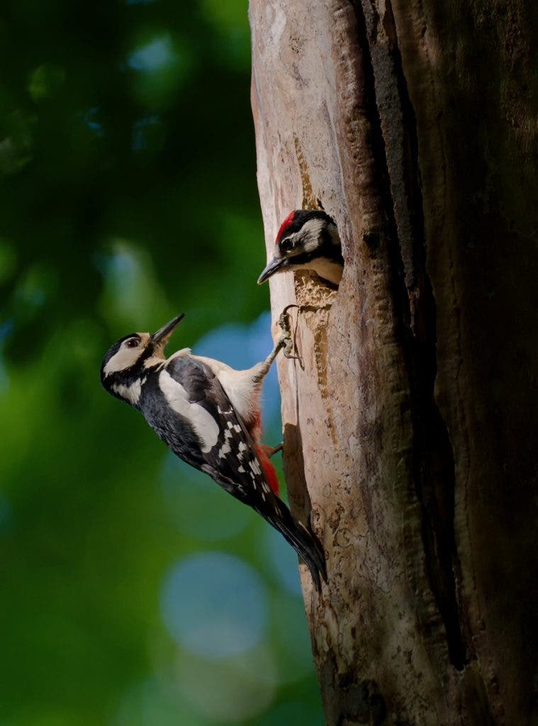 Woodpecker with chick