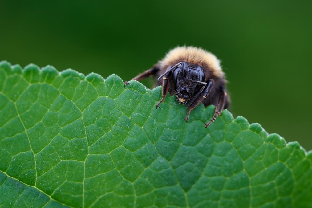 Bumble Bee in Leaf