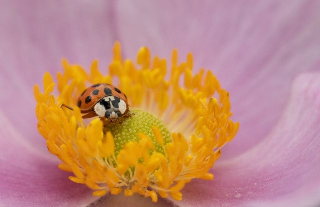 ladybug in purple flower