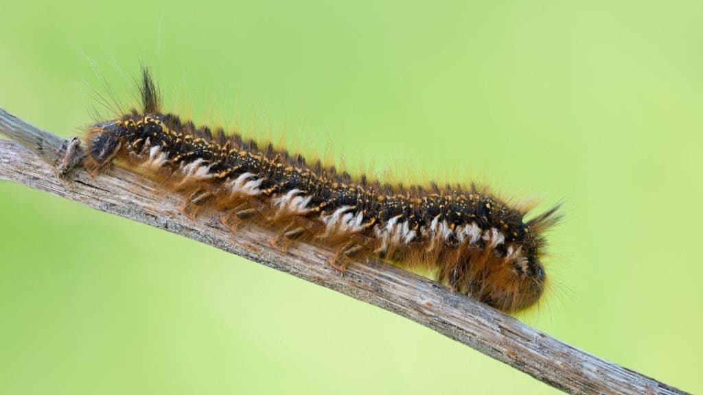 Drinker moth catarpillar scaled