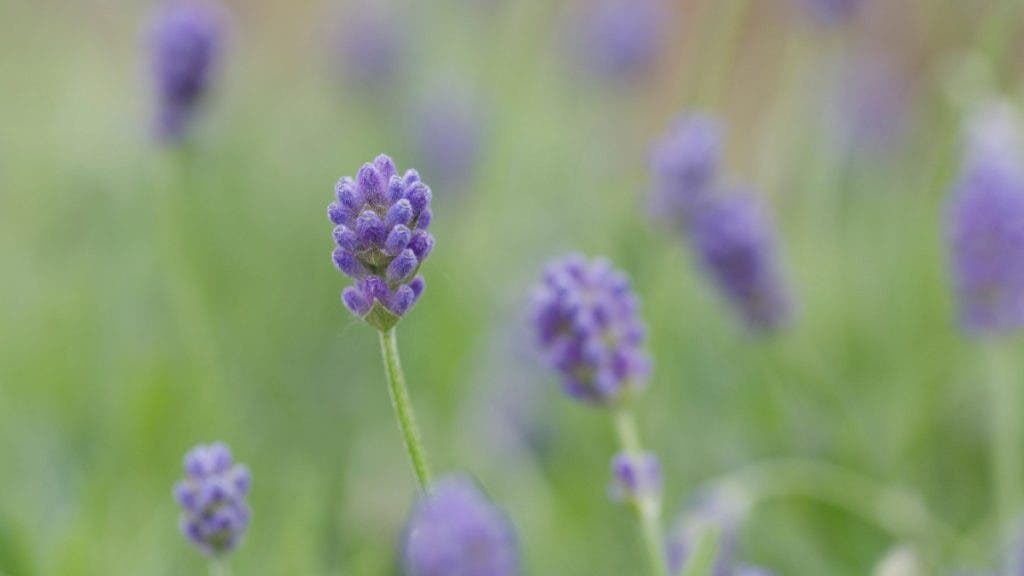 lavender garden photography example