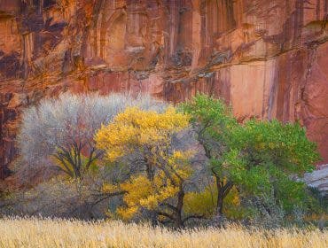 Capitol Reef National Park