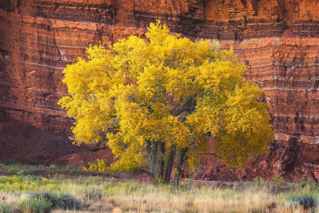 One of the most photogenic trees in Capitol Reef lies just behind the visitor center.