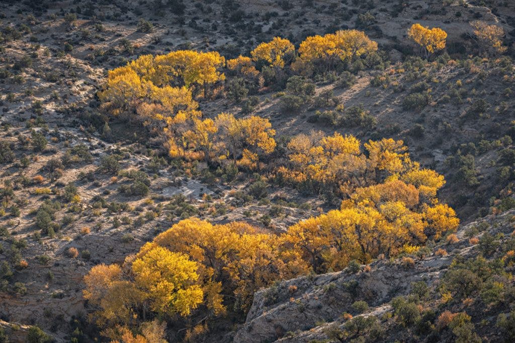 Escalante, Utah. In Southern Utah, the trees follow rivers and drainages in search of water.