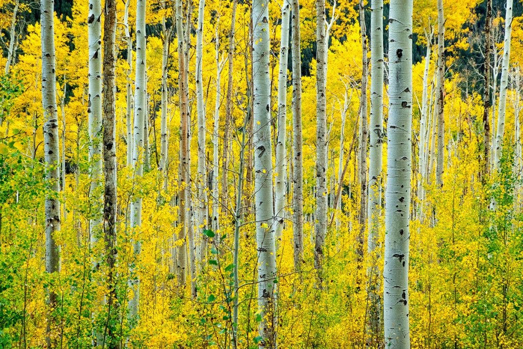 Autumn photography - Fall Foliage Exclusively: Colorado, USA
