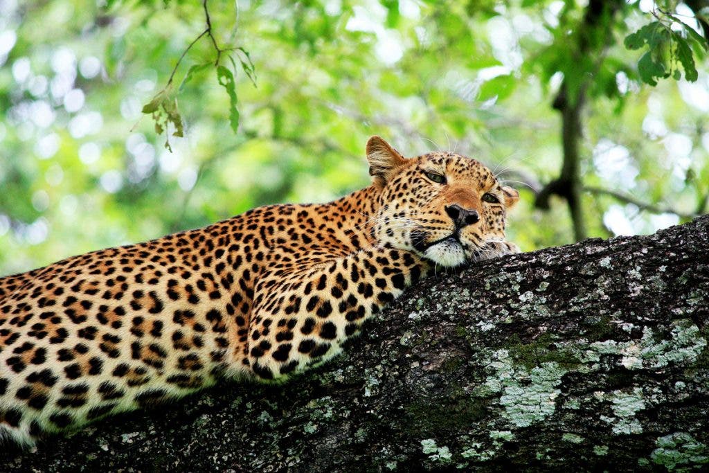 For an Unforgettable Safari: South Luangwa National Park, Zambia