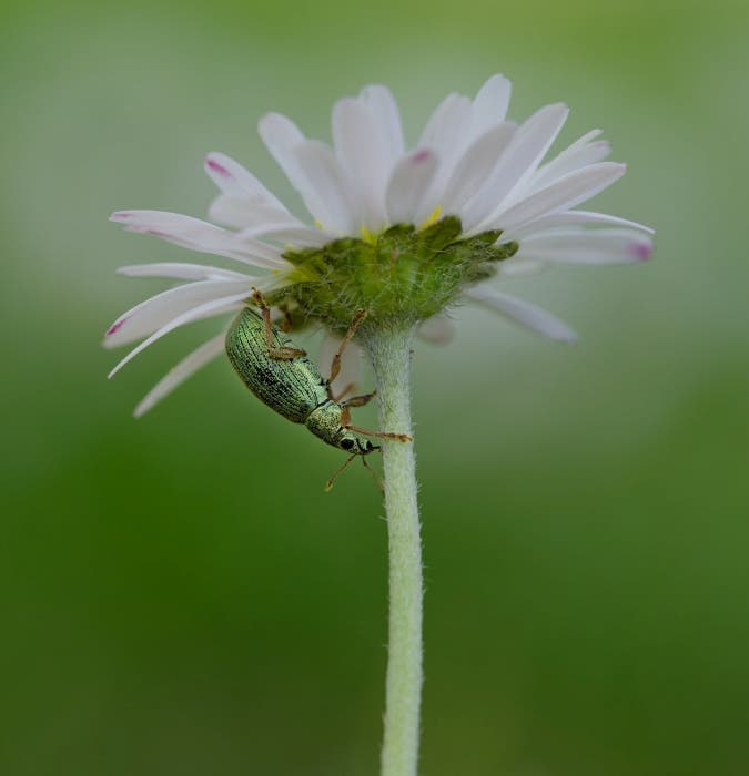 Green immigrant leaf weevil