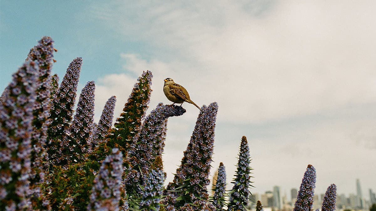 Photographers all wish they could predict the future