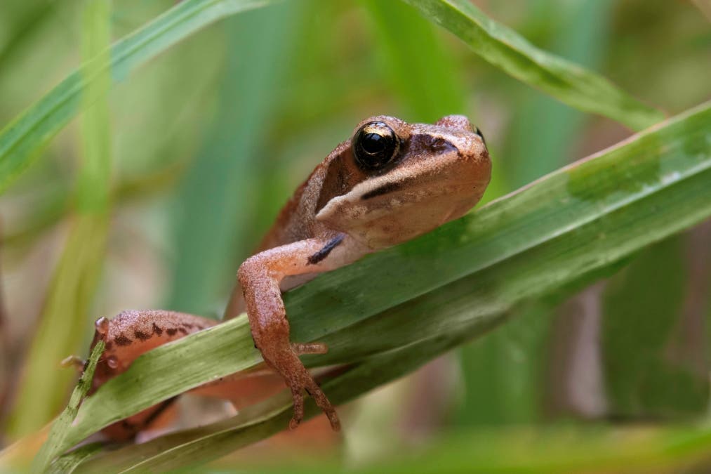 Moor frog