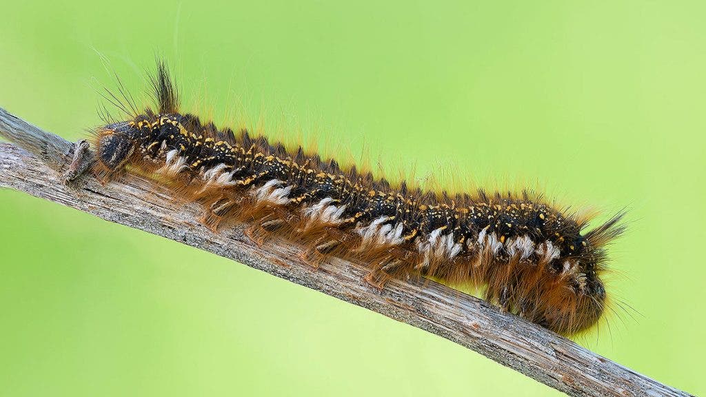Drinker moth catarpillar