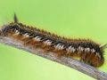 Drinker moth catarpillar